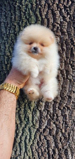 Pomerian Boo Yavru 2