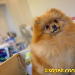 Safkan Büyümeyen Cins Beyaz Pomeranian Boo Yavrularımız İ̇çin İ̇l 3