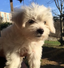 Safkan Maltese Yavrular 1