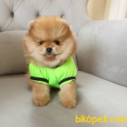 Pomeranian Boo Teddy Bear Yavrular 1