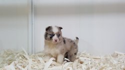 BORDER COLLIE YAVRULARIMIZ 4