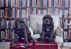 CANE CORSO YAVRULARIMIZ 2
