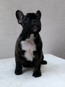 Fcı A Class Secereli Belgeli Show Kalite French Bulldog Yavru 4
