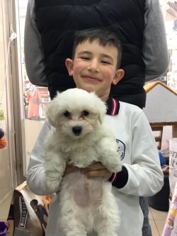 MALTESE TERRIER YAVRUMUZ 2