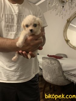 0numara Safkan Maltese Dişi 50 Günlük 3