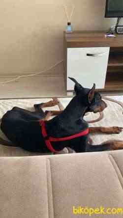 1.5-2 Yaşında Sağlıklı Erkek Safkan Doberman 1