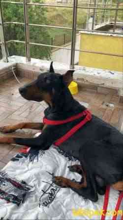 1.5-2 Yaşında Sağlıklı Erkek Safkan Doberman 2
