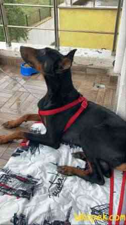 1.5-2 Yaşında Sağlıklı Erkek Safkan Doberman 3