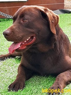 1/5 Basinda Çikolata Labrador Retriever 2