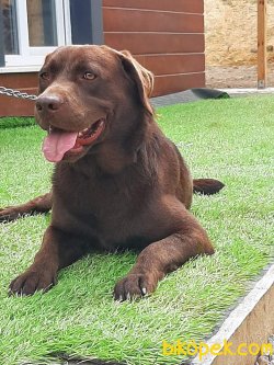 1/5 Basinda Çikolata Labrador Retriever 1