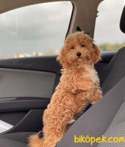 1,5 KG MİNİ TOY POODLE OĞLUMUZ 3
