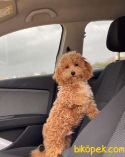 1,5 KG MİNİ TOY POODLE OĞLUMUZ 1