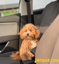 1,5 KG MİNİ TOY POODLE OĞLUMUZ 4