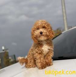 1,5 KG MİNİ TOY POODLE OĞLUMUZ 5