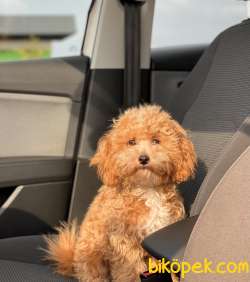 1,5 KG MİNİ TOY POODLE OĞLUMUZ 2