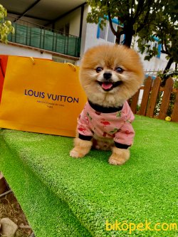 1,5 Kg Orjinal Mini Eğitimli Pomeranian Boo 3