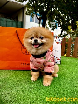 1,5 Kg Orjinal Mini Eğitimli Pomeranian Boo 4