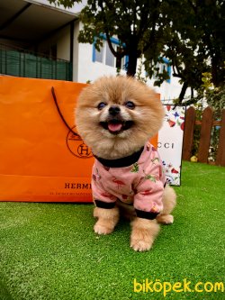1,5 Kg Orjinal Mini Eğitimli Pomeranian Boo 2