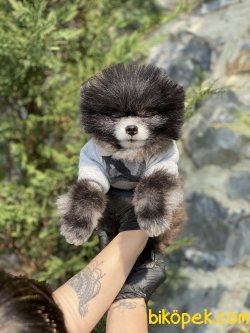 1,5 KG Orjinal Tea Cup Nadir Renk Pomeranian Boo 4