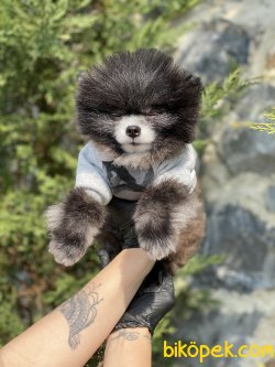 1,5 KG Orjinal Tea Cup Nadir Renk Pomeranian Boo 1