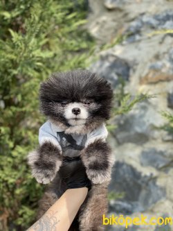 1,5 KG Orjinal Tea Cup Nadir Renk Pomeranian Boo 2