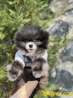 1,5 KG Orjinal Tea Cup Nadir Renk Pomeranian Boo 5