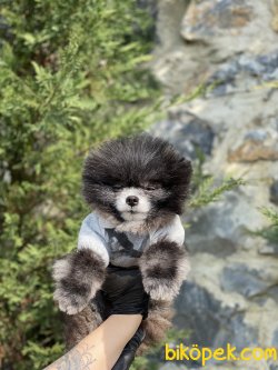 1,5 KG Orjinal Tea Cup Nadir Renk Pomeranian Boo 3