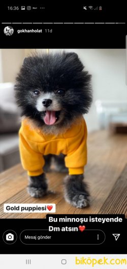 1,5 Kg Tea Cup Pomeranian Boo Nadir Renk 1