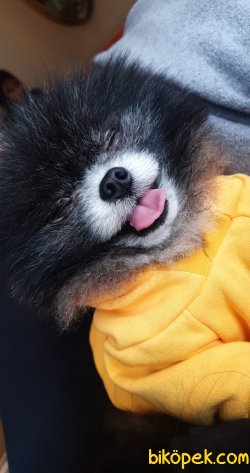 1,5 Kg Tea Cup Pomeranian Boo Nadir Renk 3