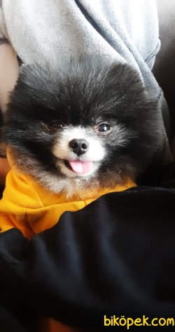 1,5 Kg Tea Cup Pomeranian Boo Nadir Renk 4