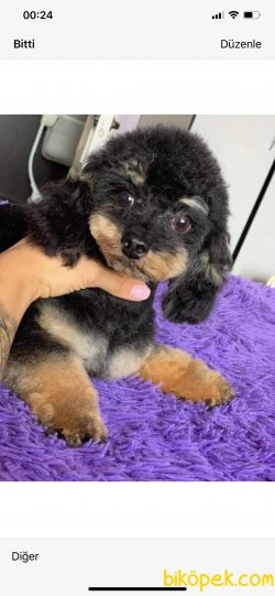 1,5 Kg Tea Cup Poodle Nadir Renk Black And Tan 3