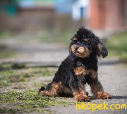1,5 Kg Tea Cup Poodle Nadir Renk Black And Tan 2