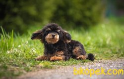 1,5 Kg Tea Cup Poodle Nadir Renk Black And Tan 1