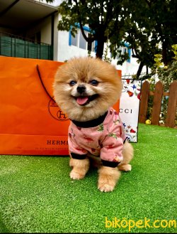 1,5 Kg Teddy Bear Pomeranian Boo Oğlumuz Rio 2