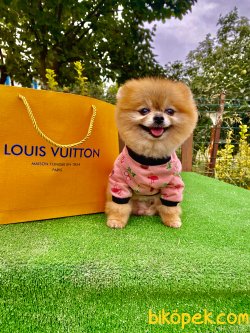1,5 Kg Yetişkin Eğitimli Secereli Boo Pomeranian 1