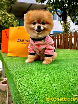 1,5 Kg Yetişkin Eğitimli Secereli Boo Pomeranian 4