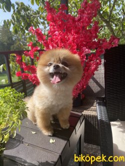 1,5 Kg Yetişkin Eğitimli Teddy Bear Pomeranian Boo 3