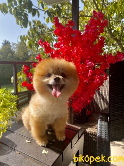 1,5 Kg Yetişkin Eğitimli Teddy Bear Pomeranian Boo 1