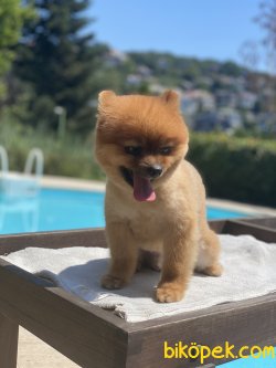 1,5 Yaş Teddy Bear Eğitimli Pomeranian Boo 4