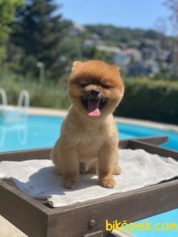 1,5 Yaş Teddy Bear Eğitimli Pomeranian Boo 2