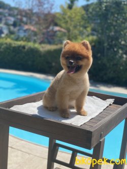 1,5 Yaş Teddy Bear Eğitimli Pomeranian Boo 3