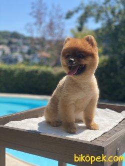 1,5 Yaş Teddy Bear Eğitimli Pomeranian Boo 5