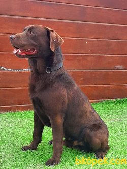 1.5 YASINDA ÇİKOLTA LABRADOR 2
