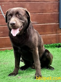 1.5 YASINDA ÇİKOLTA LABRADOR 3