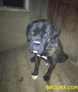 1.5 YAŞINDA SEVİMLİ CANE CORSO KARAYEL 1