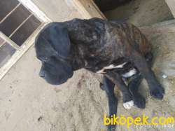 1.5 YAŞINDA SEVİMLİ CANE CORSO KARAYEL 3