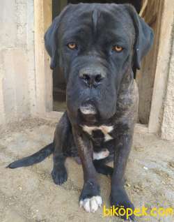 1.5 YAŞINDA SEVİMLİ CANE CORSO KARAYEL 2