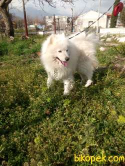 1,5 YAŞINDA YELELİ ERKEK OJINAL SAMOYED 1
