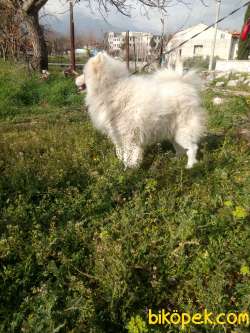 1,5 YAŞINDA YELELİ ERKEK OJINAL SAMOYED 3