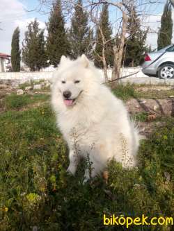 1,5 YAŞINDA YELELİ ERKEK OJINAL SAMOYED 2